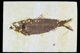 Bargain, Fossil Fish Plate (Knightia) - Wyoming #108295-1